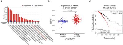 LncRNA RNA Component of Mitochondrial RNA-Processing Endoribonuclease Promotes AKT-Dependent Breast Cancer Growth and Migration by Trapping MicroRNA-206